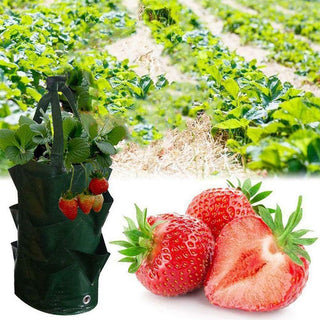 Strawberry Planting Grow Bag